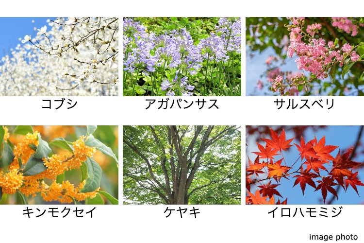 植栽のイメージ画像